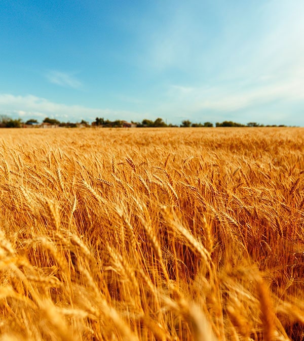 wheat field clear blue sky